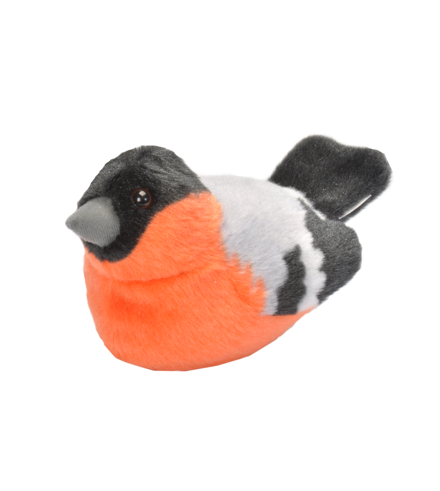 Domherre fågel med läte mjukdjur