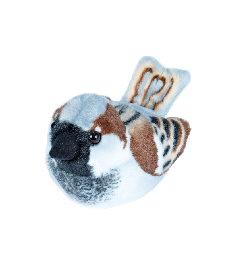 Gråsparv fågel med läte mjukdjur