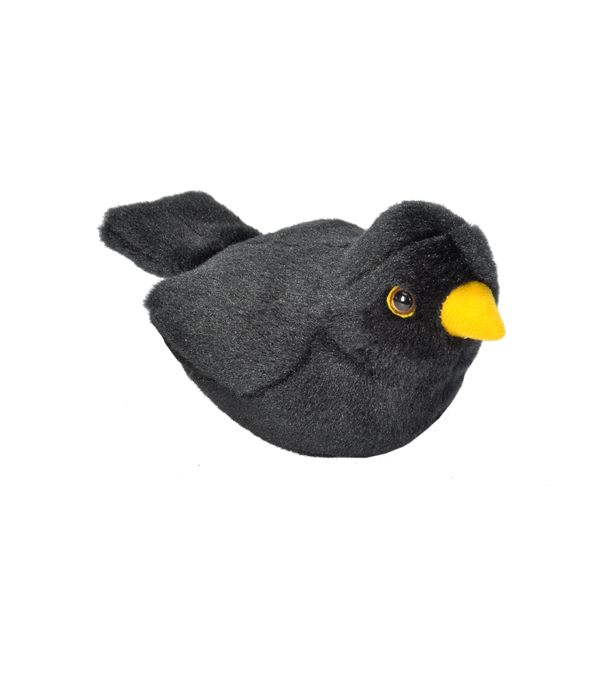 Koltrast fågel med läte mjukdjur 1