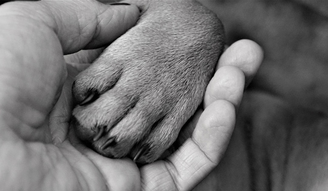 Robotdjur allt vanligare i äldrevården