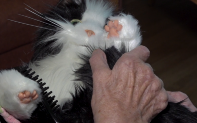 Här hjälper jamande robotkatter demenssjuka