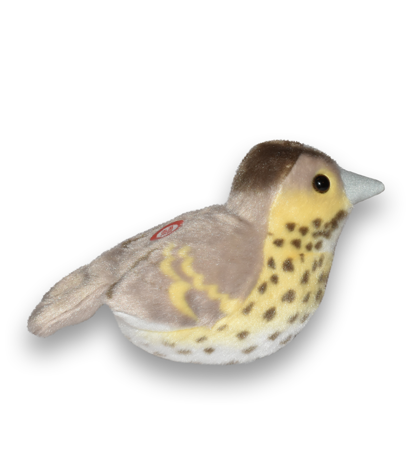 taltrast fågel med läte mjukdjur